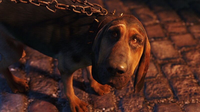 sad bloodhound with chain