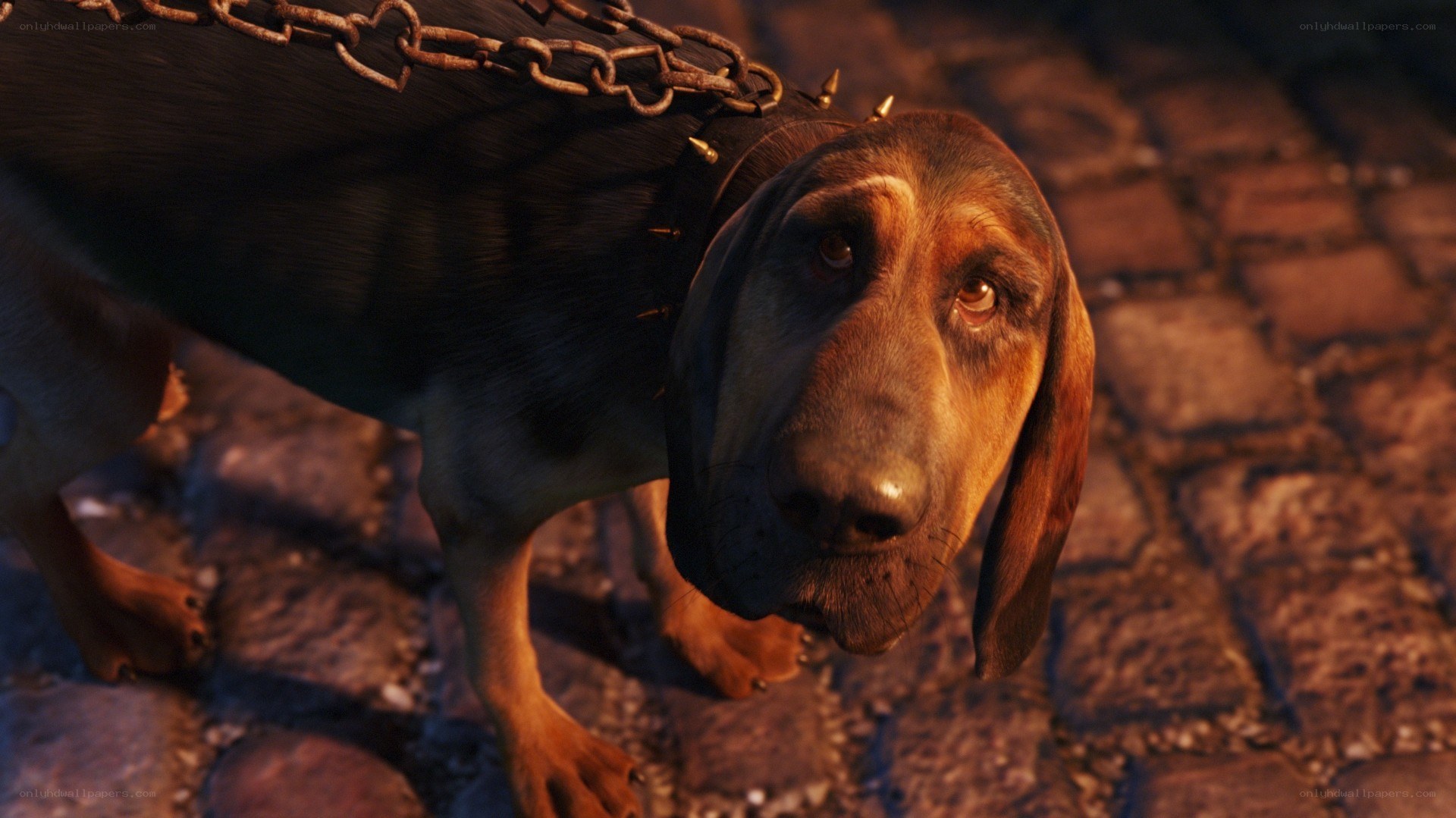 sad bloodhound with chain