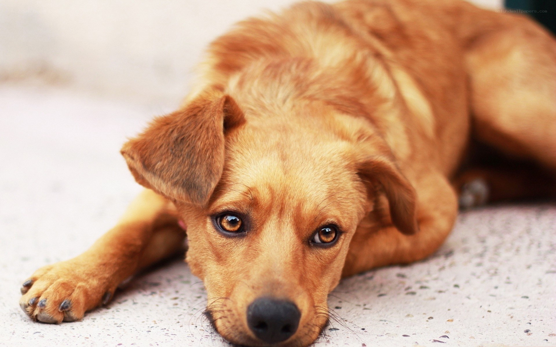 sad brown dog lying down