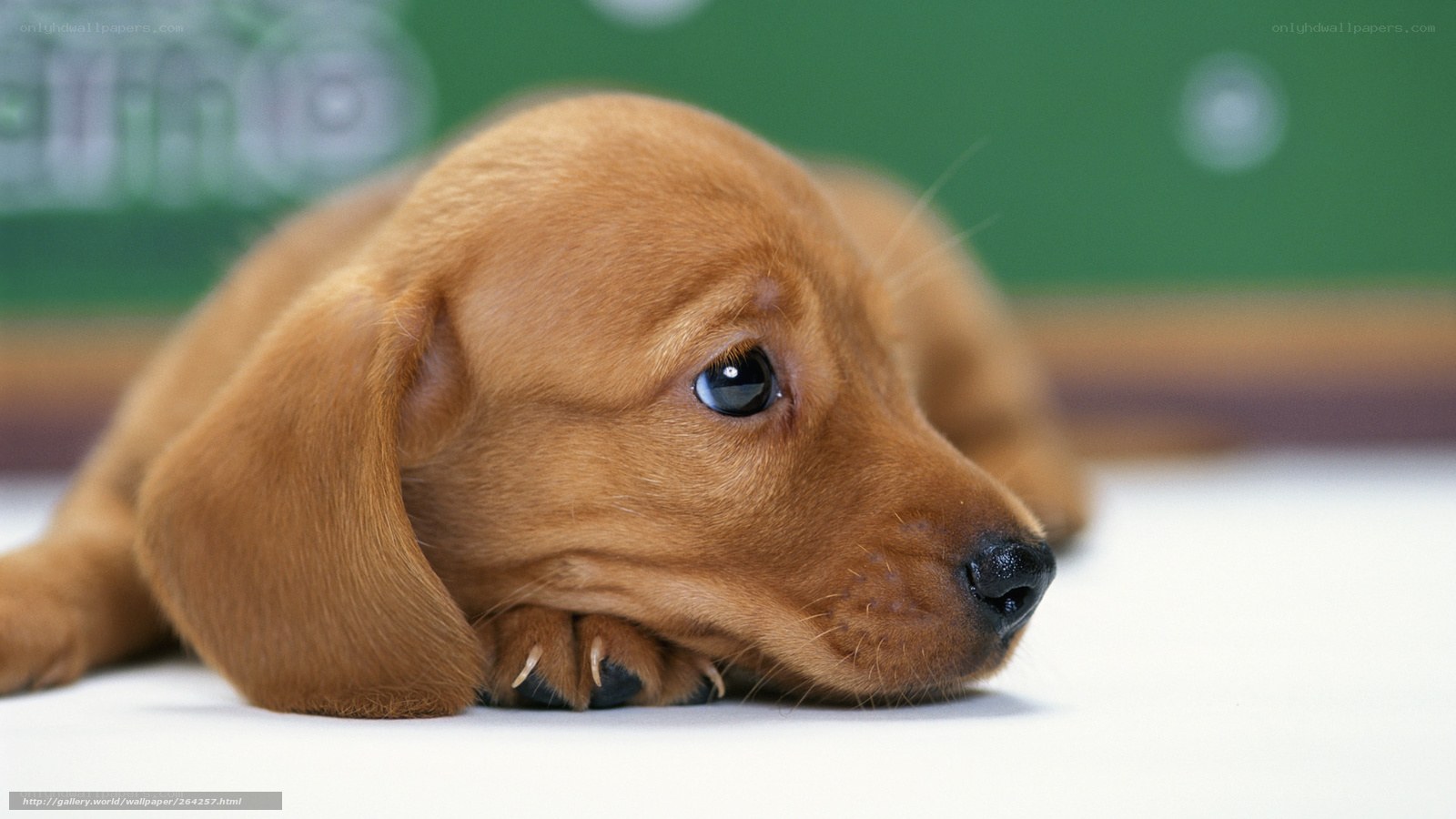sad brown puppy lying down