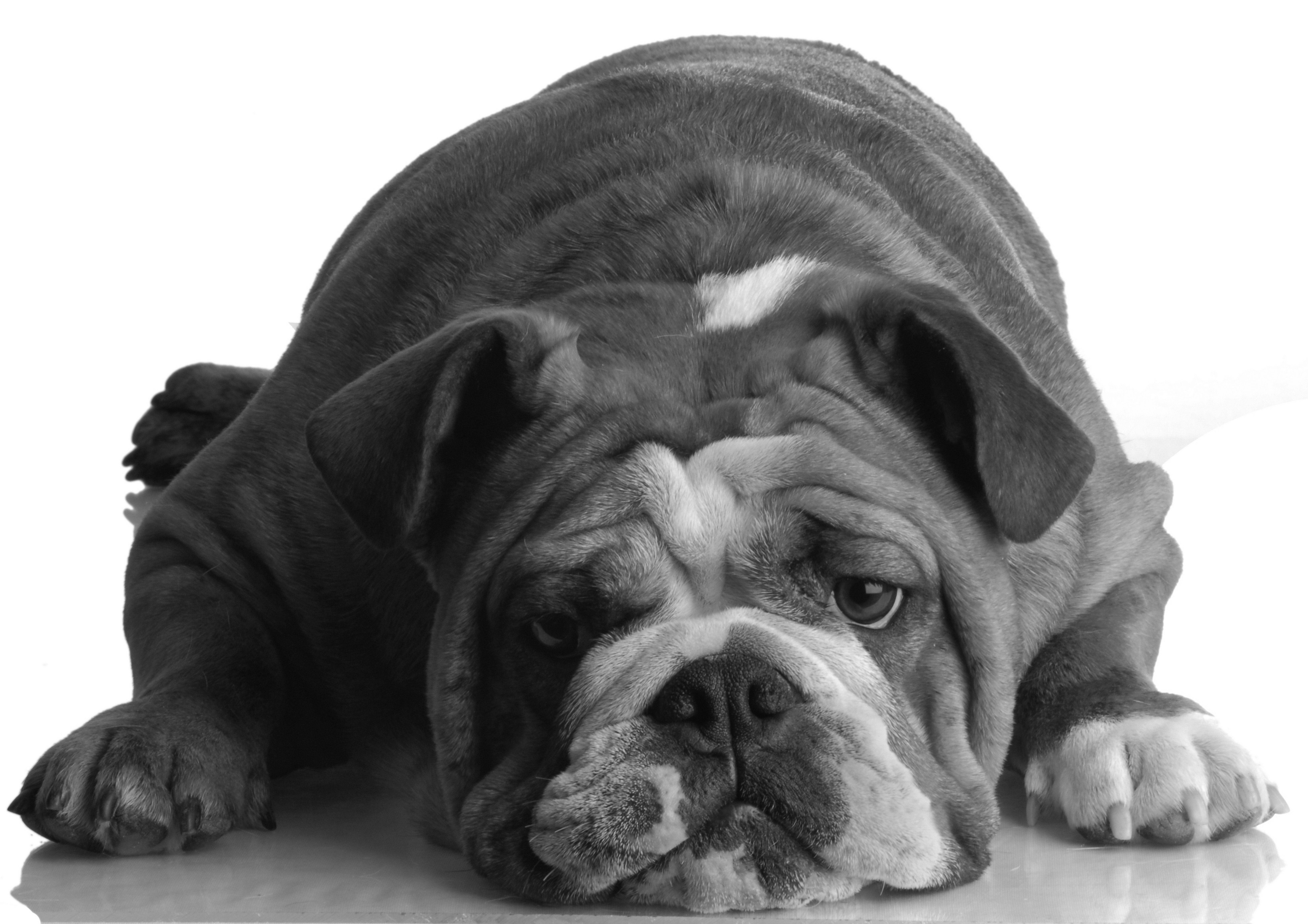 sad bulldog lying down