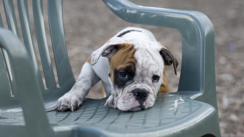 sad bulldog puppy on chair