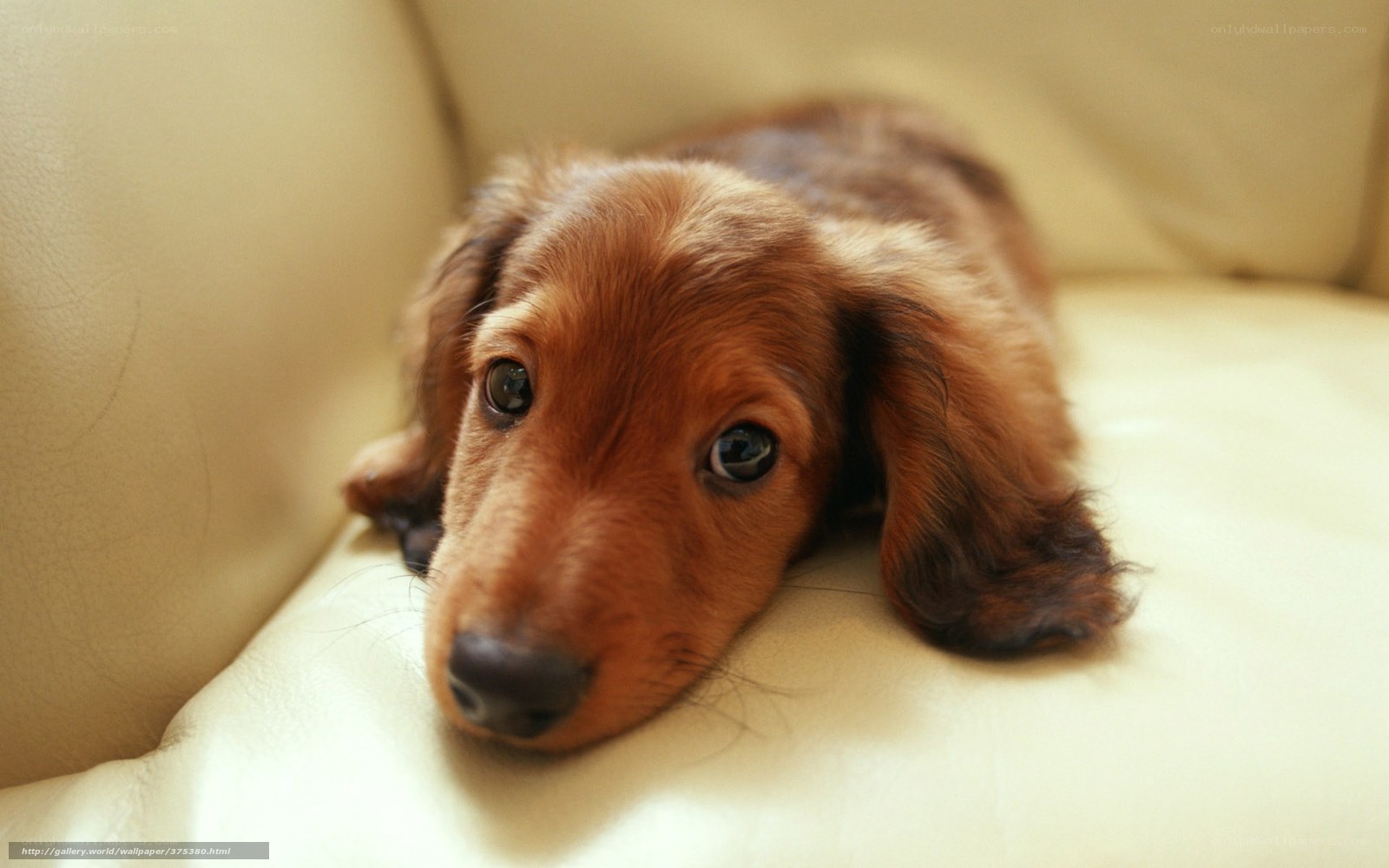 sad dachshund puppy