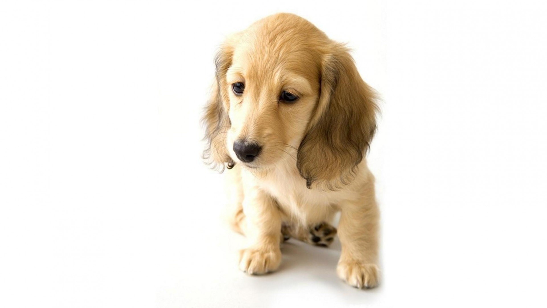 sad dachshund puppy