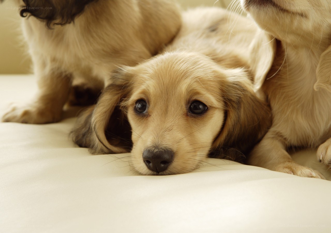 sad dachshund puppy