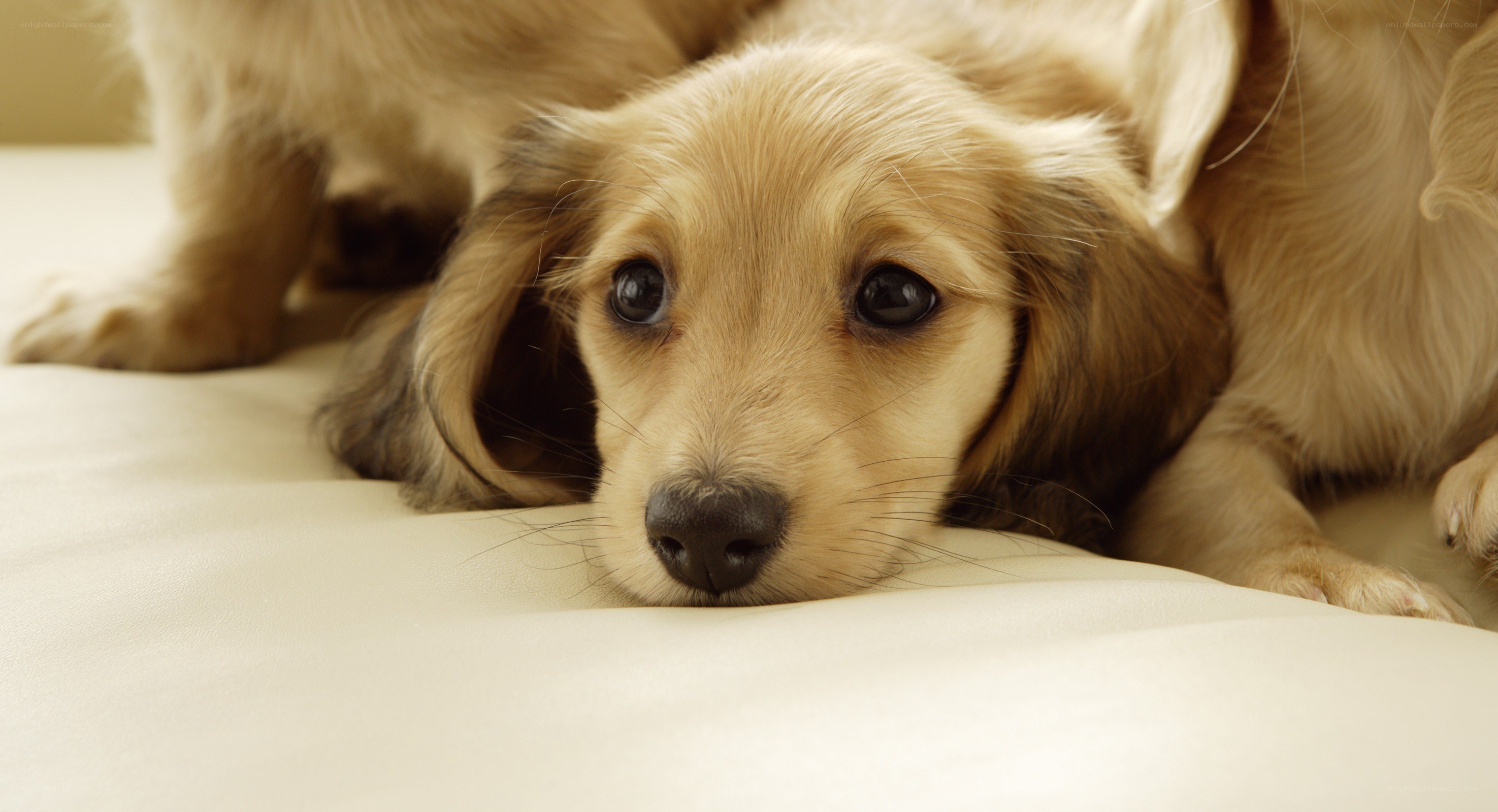 sad dachshund puppy