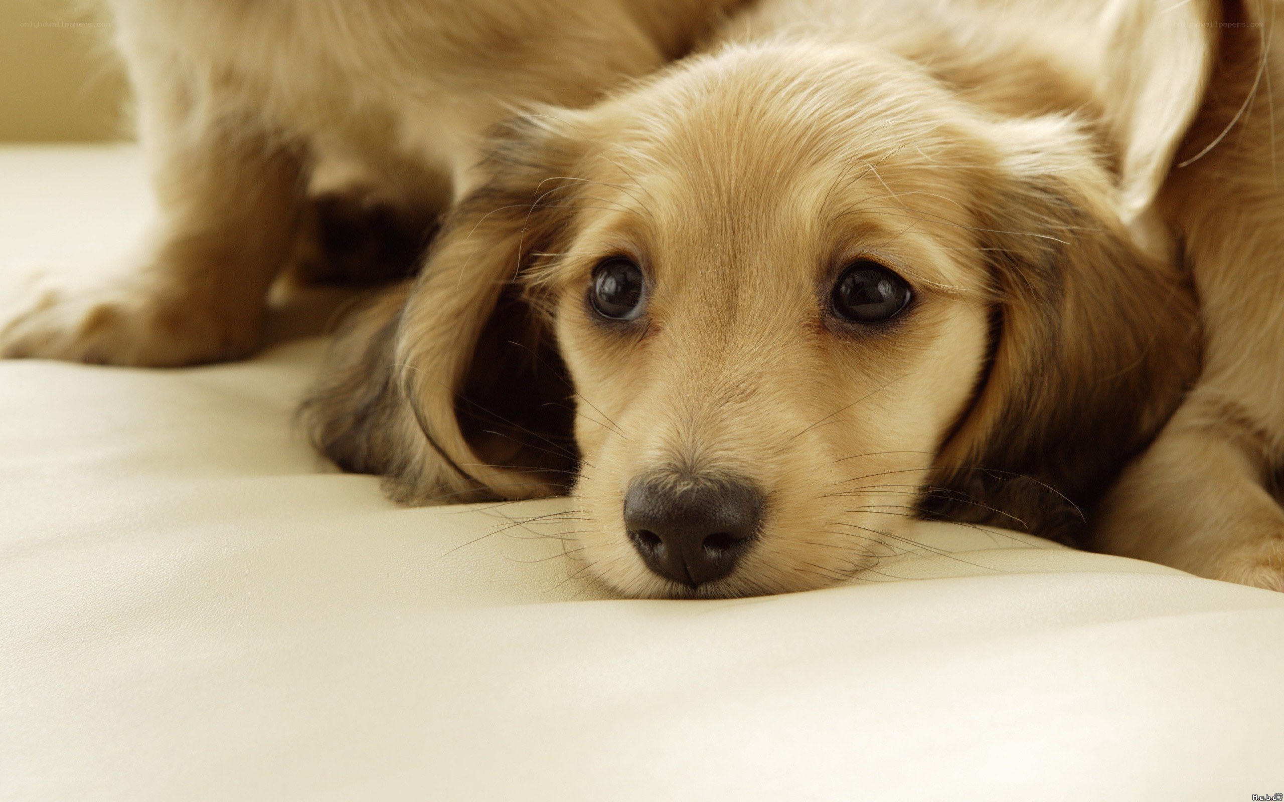 sad dachshund puppy