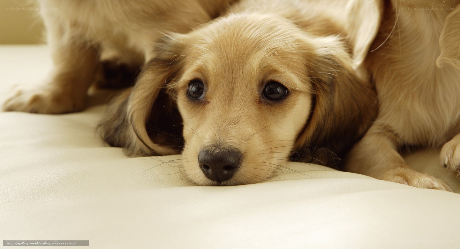 sad dachshund puppy