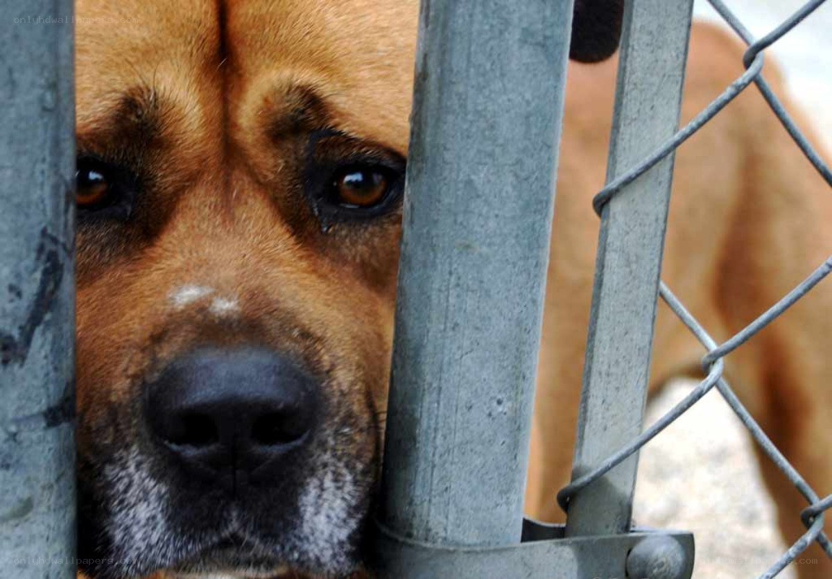 sad dog behind fence