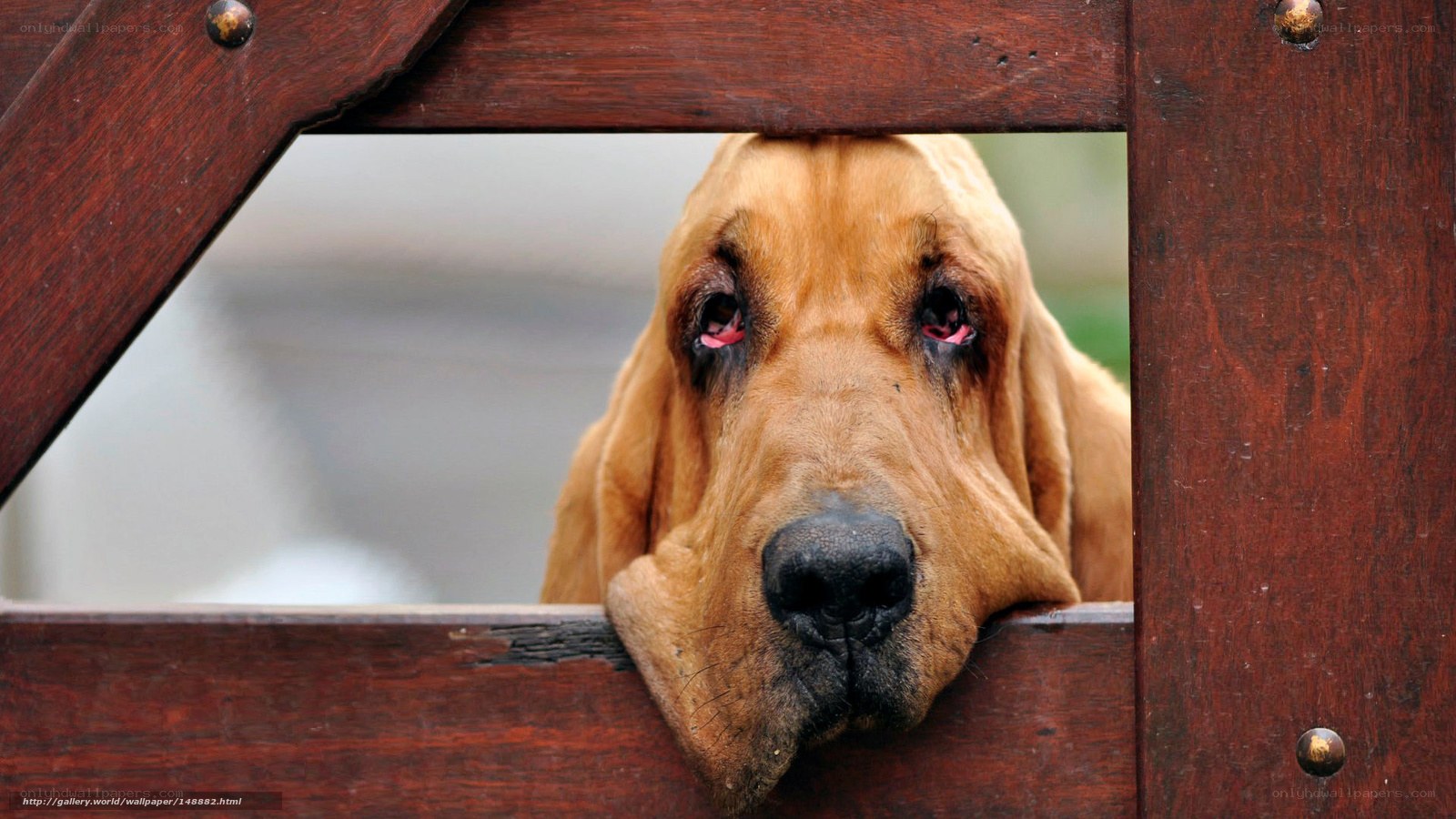 sad dog behind fence