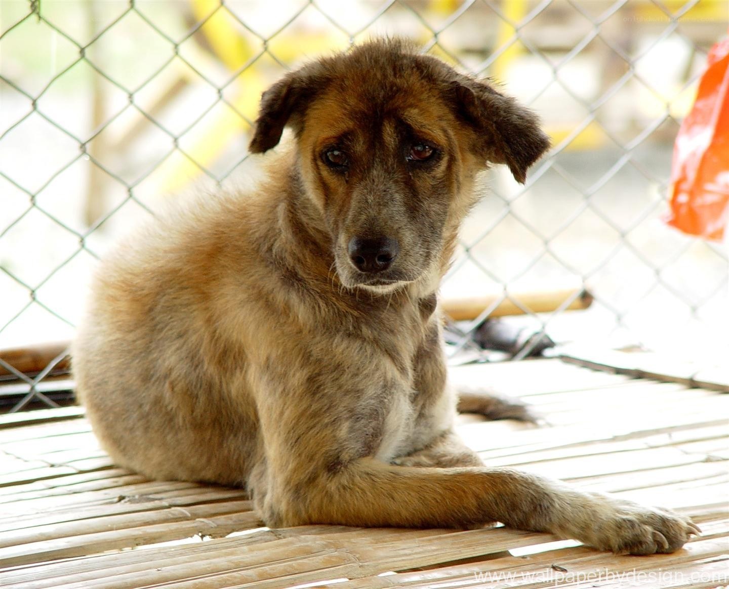 sad dog in a cage