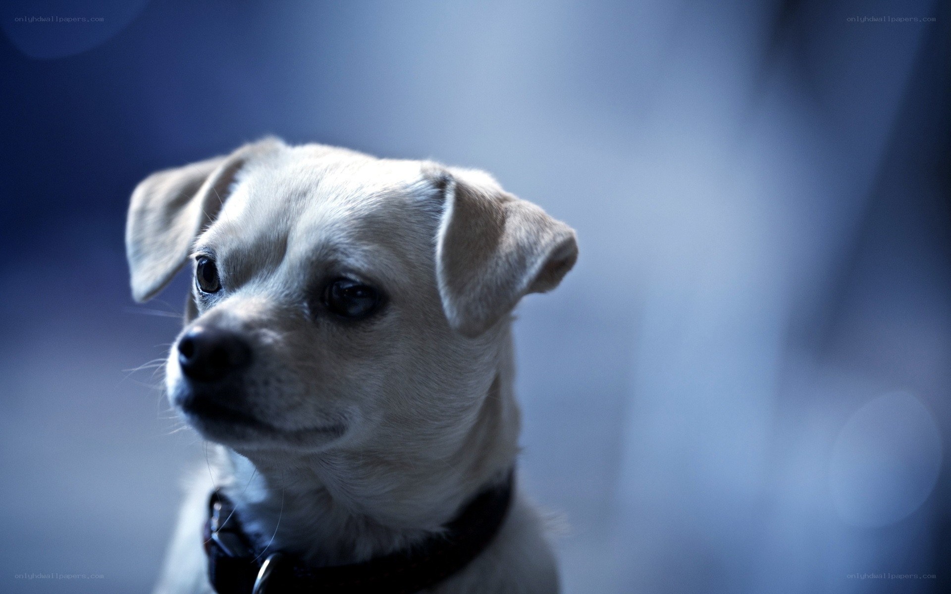sad dog in blue light
