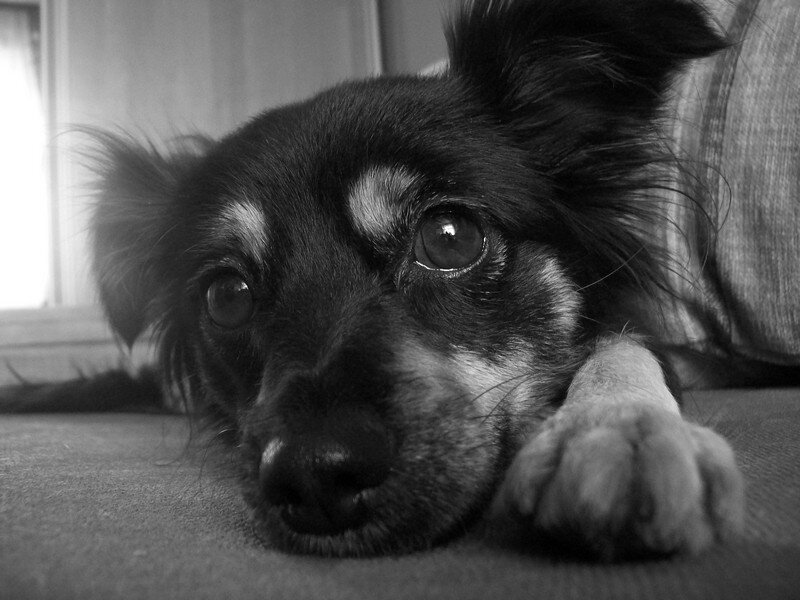 sad dog lying down