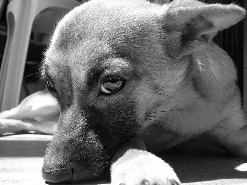 sad dog lying down