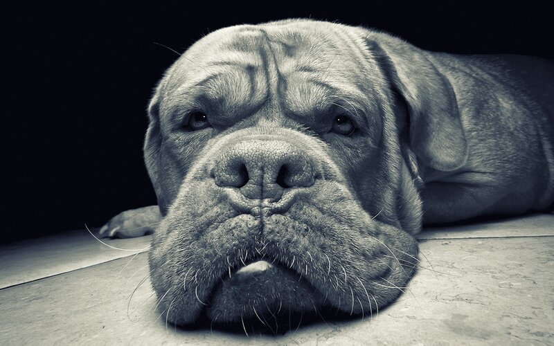 sad dog lying down