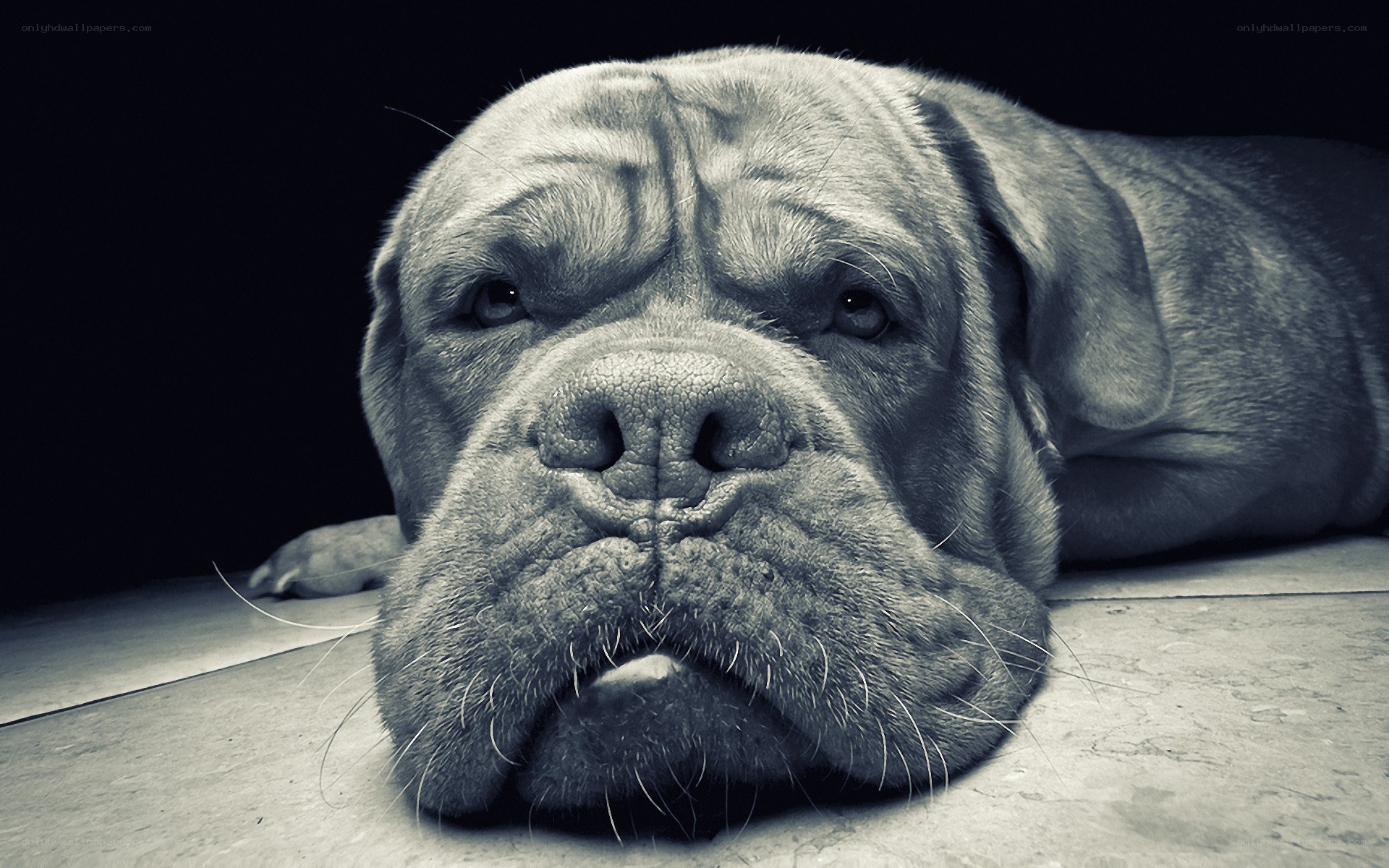 sad dog lying down