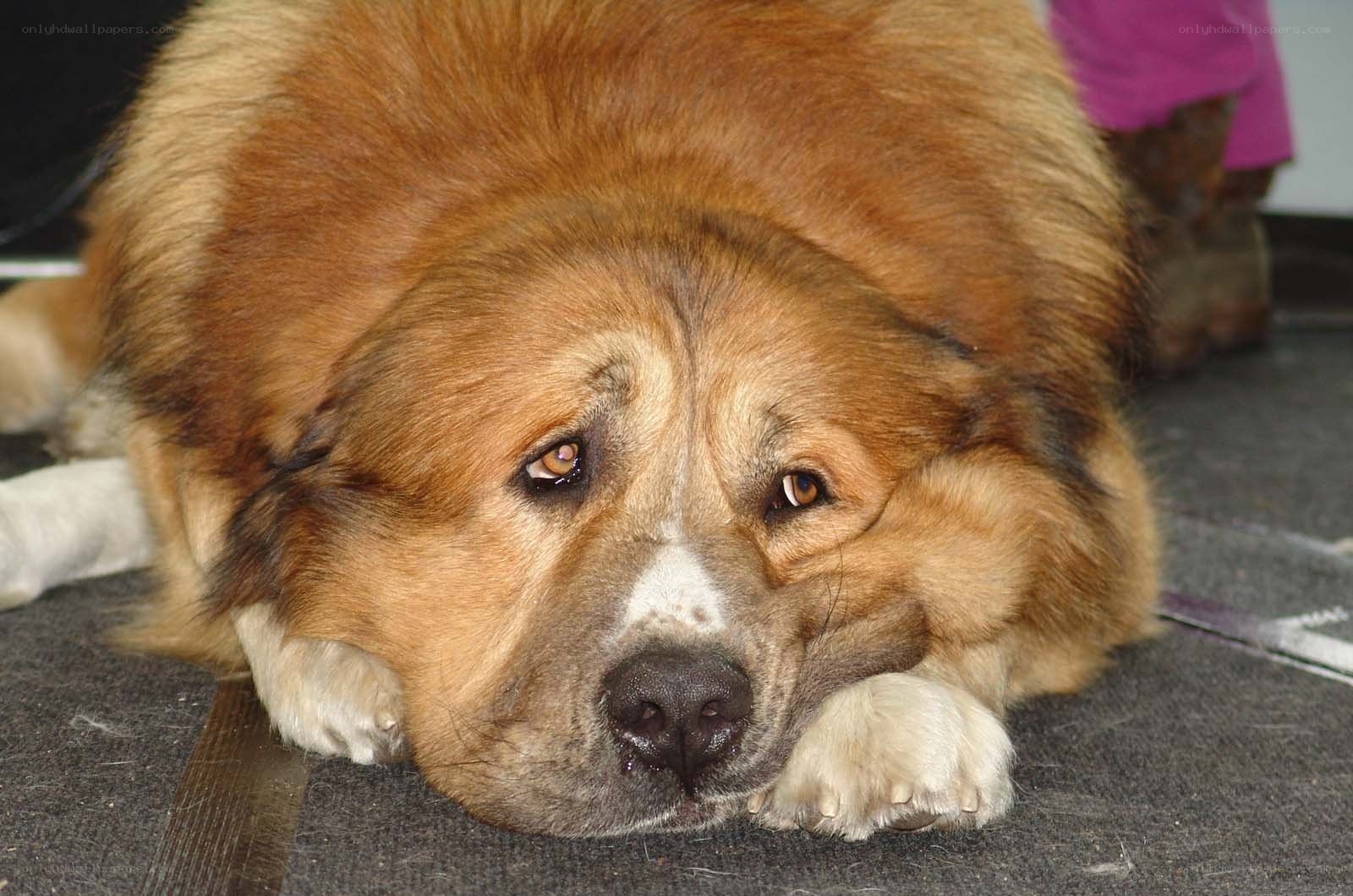 sad dog lying down