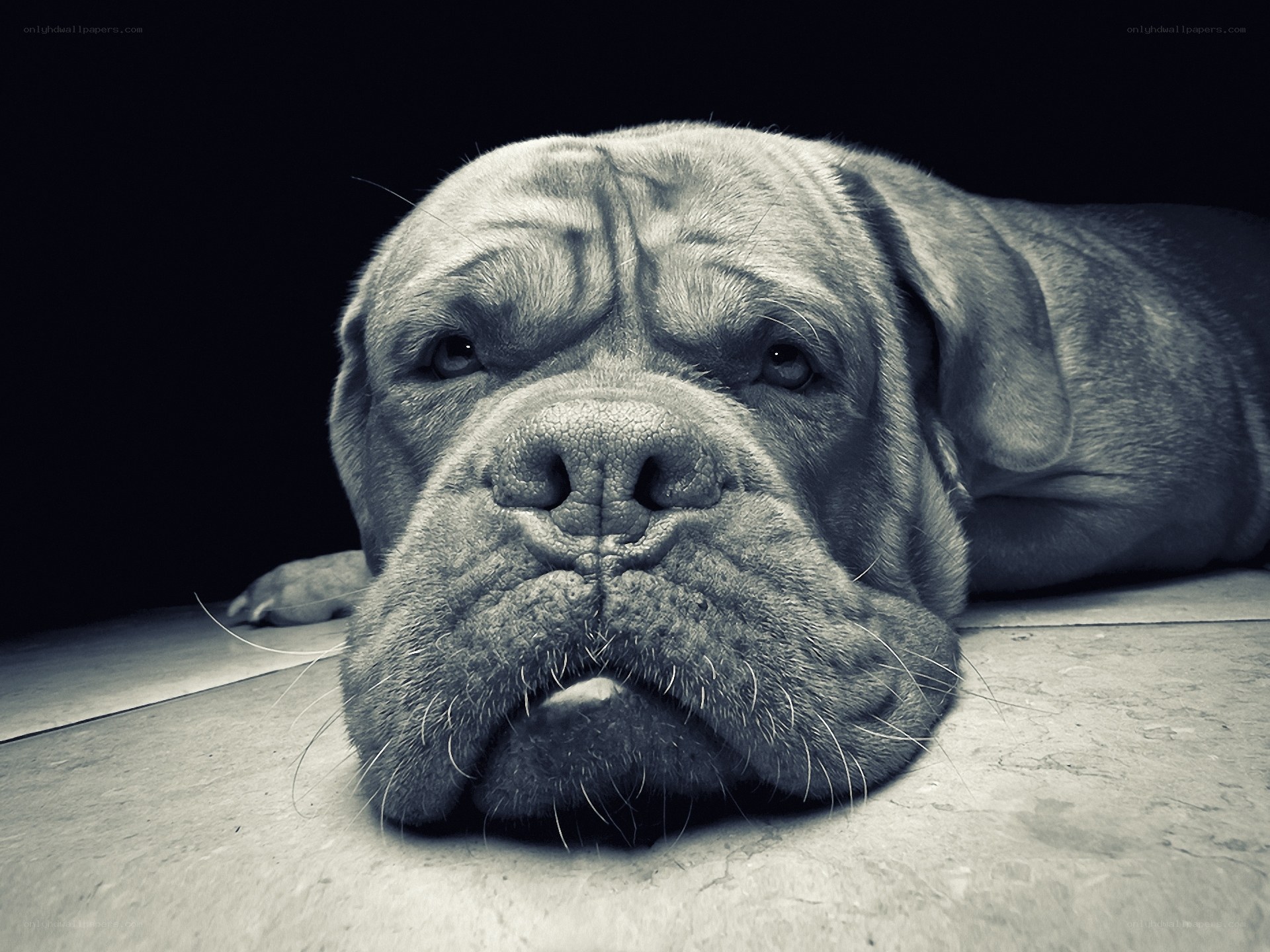 sad dog lying down