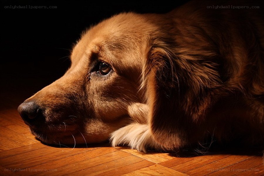 sad dog lying on floor