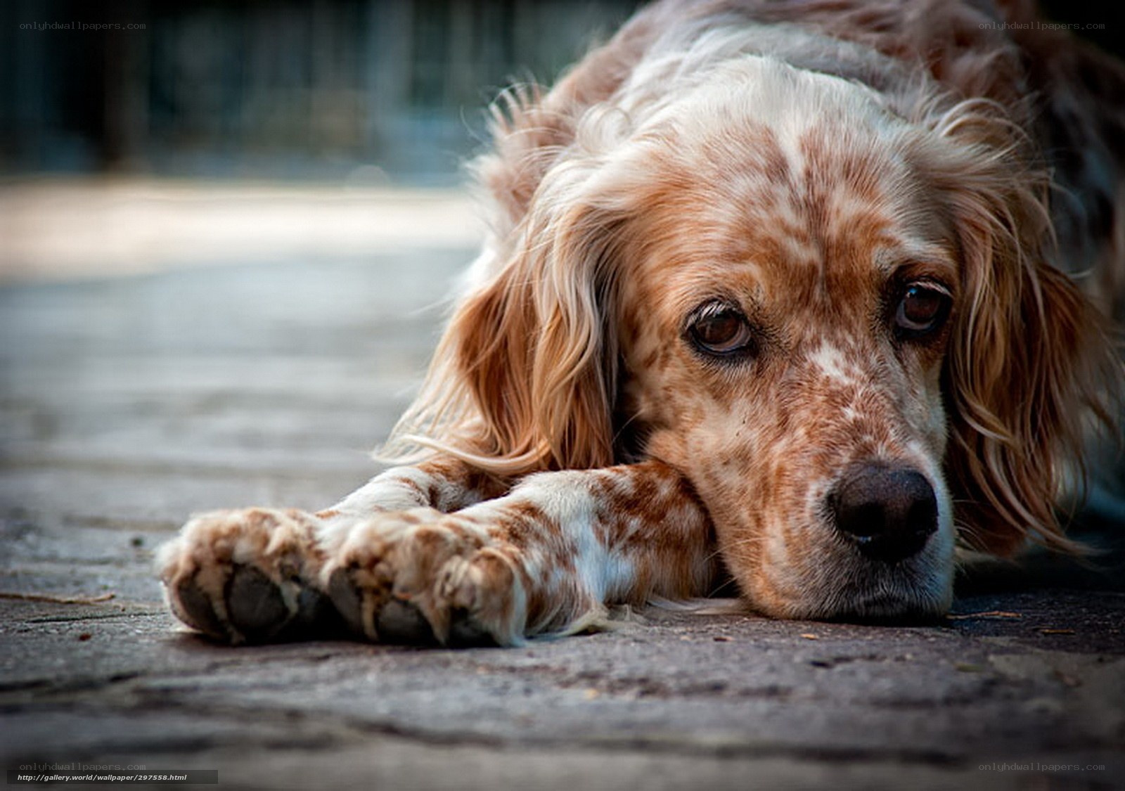 sad dog lying on ground
