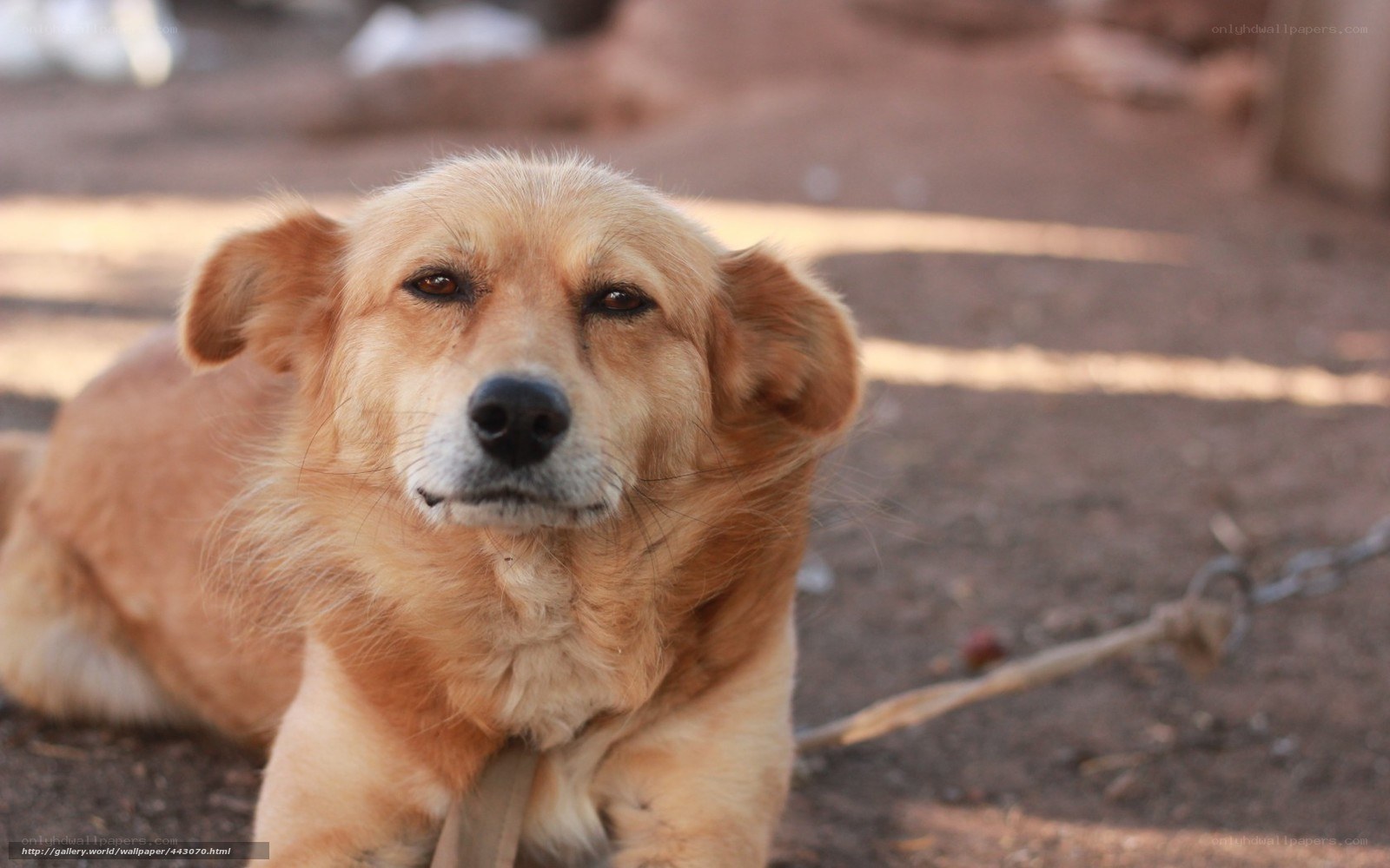 sad dog on chain