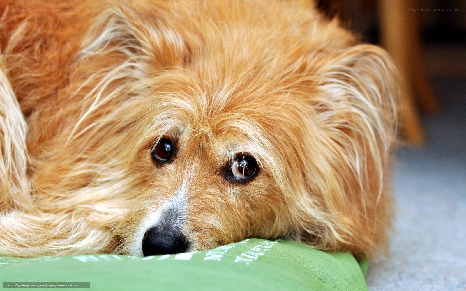 sad dog on green pillow