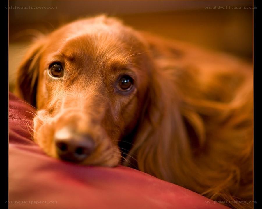 sad dog on red pillow