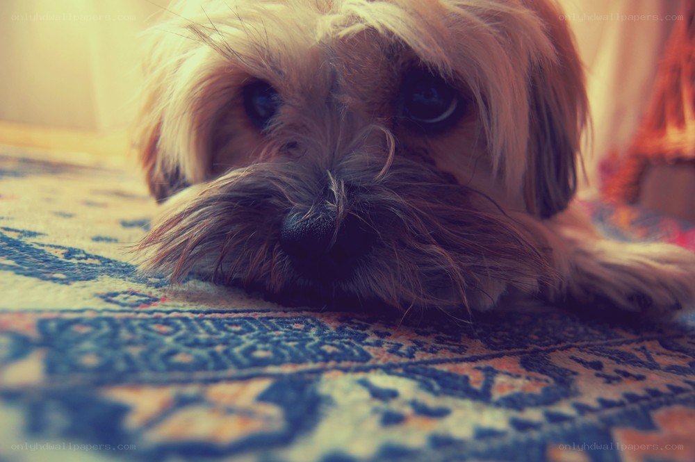 sad dog on rug
