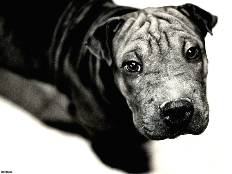 sad dog portrait