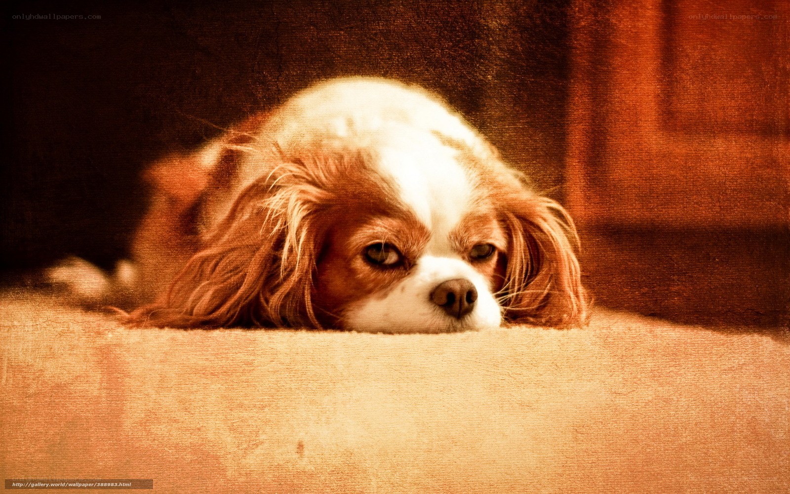 sad dog resting on carpet