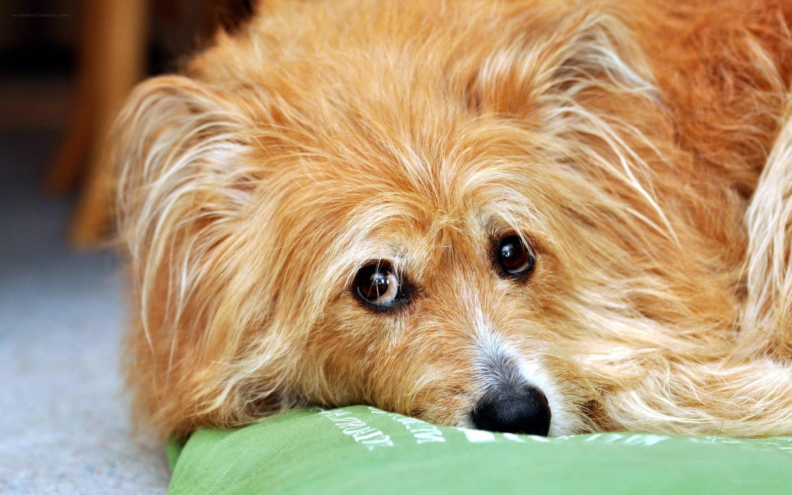 sad dog resting on pillow