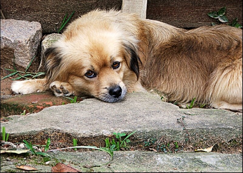 sad dog resting on stone