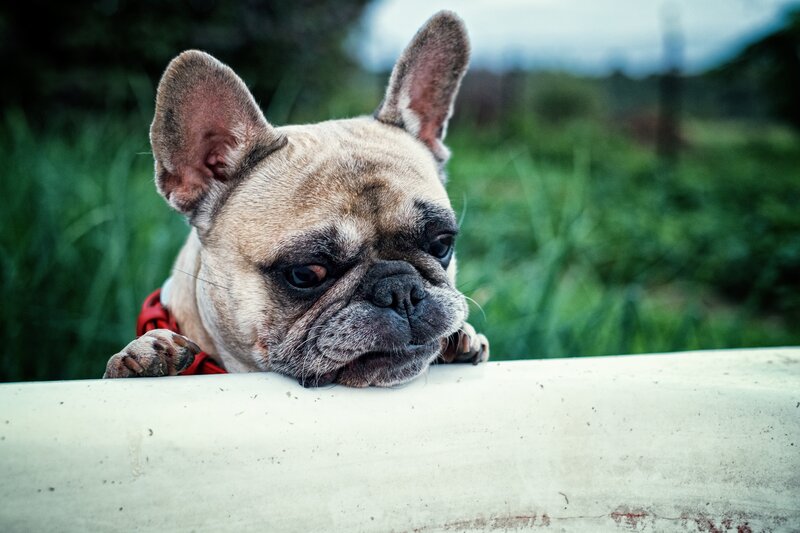 sad french bulldog on fence