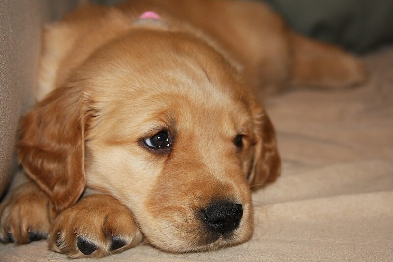 sad golden retriever puppy