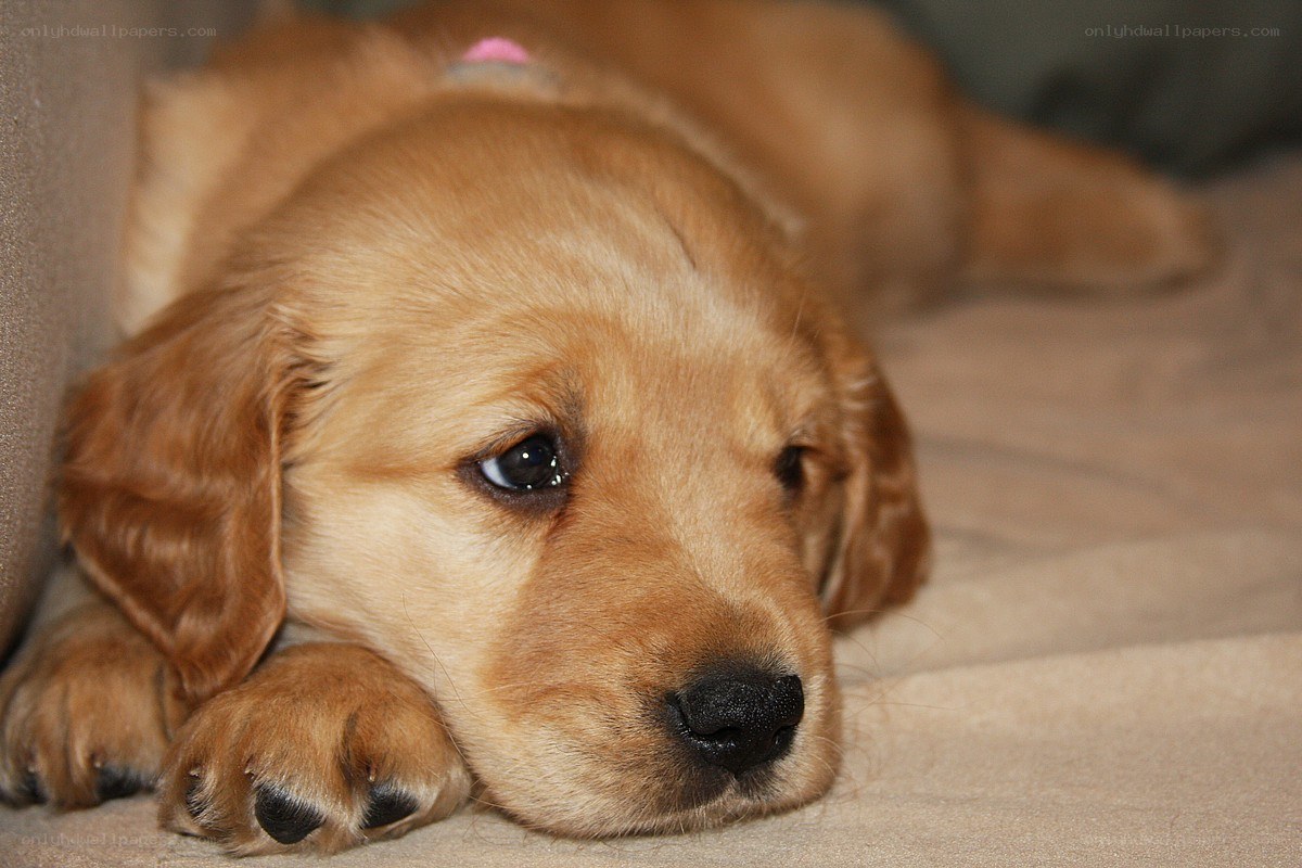 sad golden retriever puppy