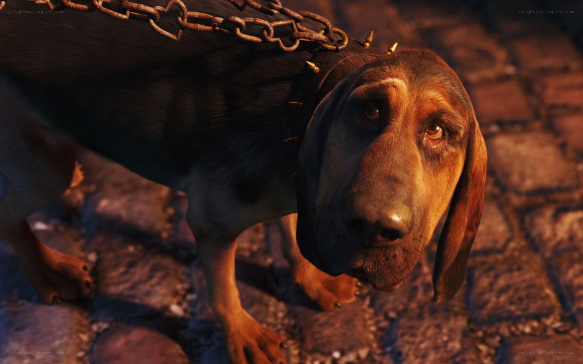 sad hound with spiked collar