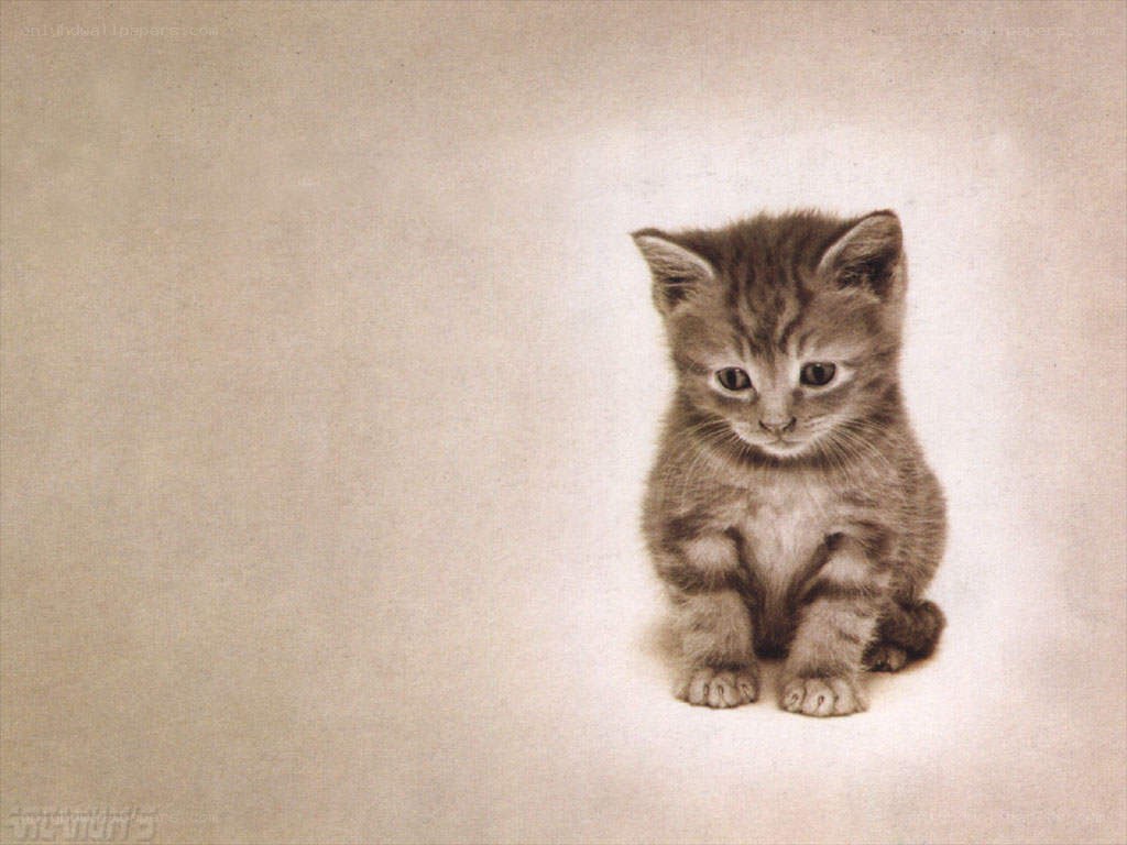 sad kitten on beige background