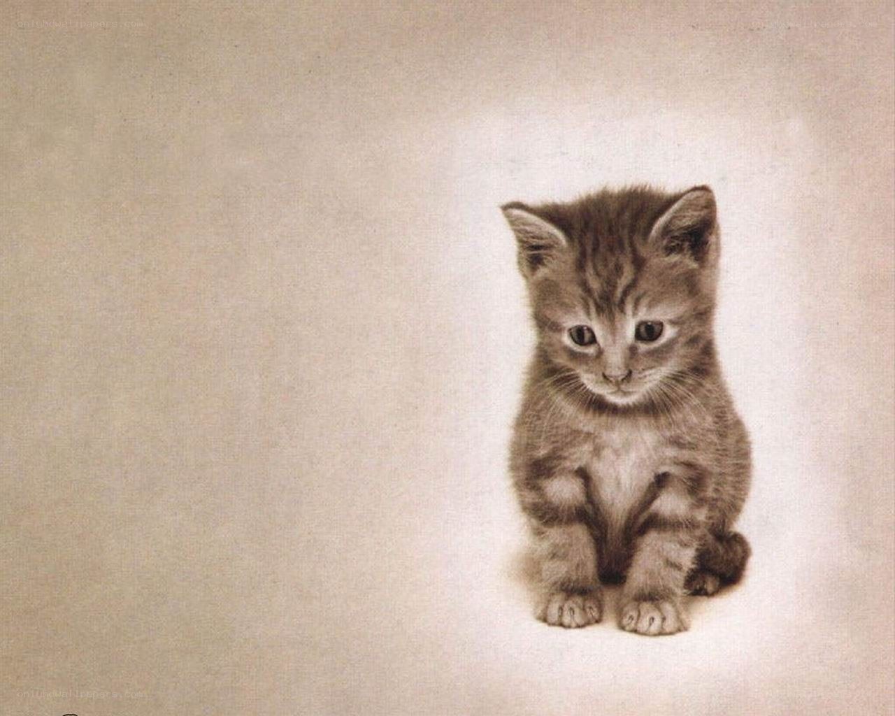 sad kitten portrait