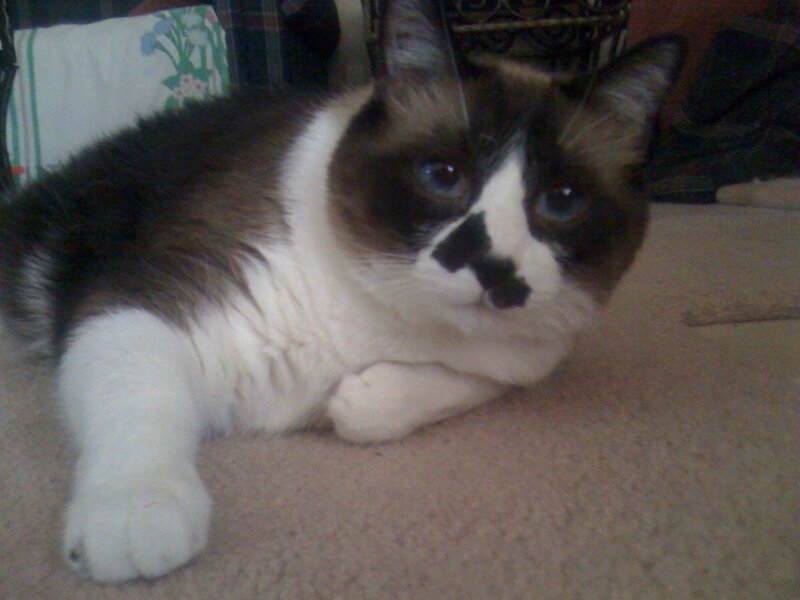 sad-looking cat on carpet