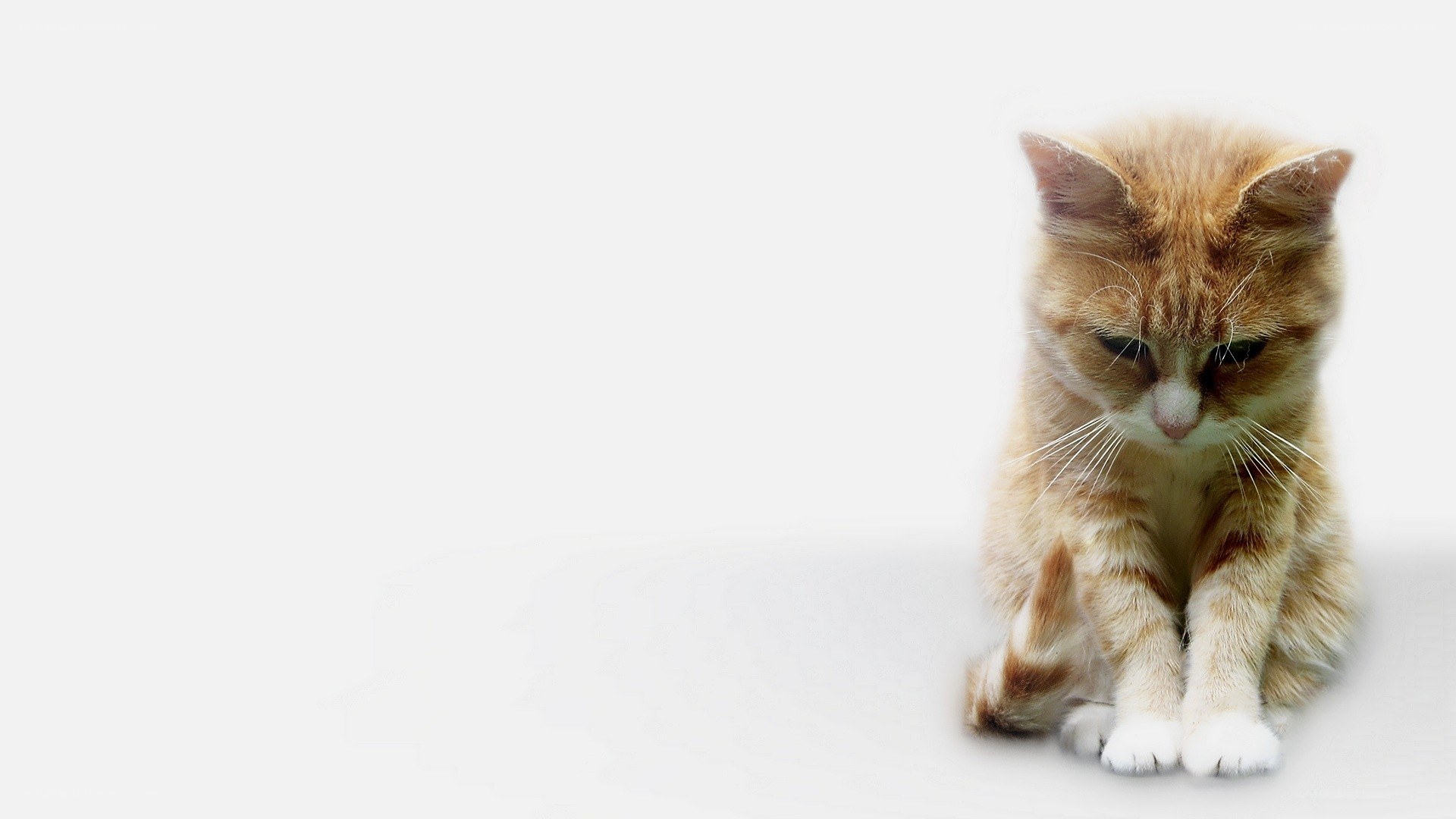 sad orange cat on white