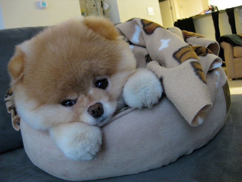 sad pomeranian puppy