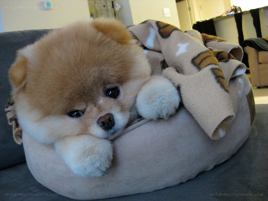 sad pomeranian puppy