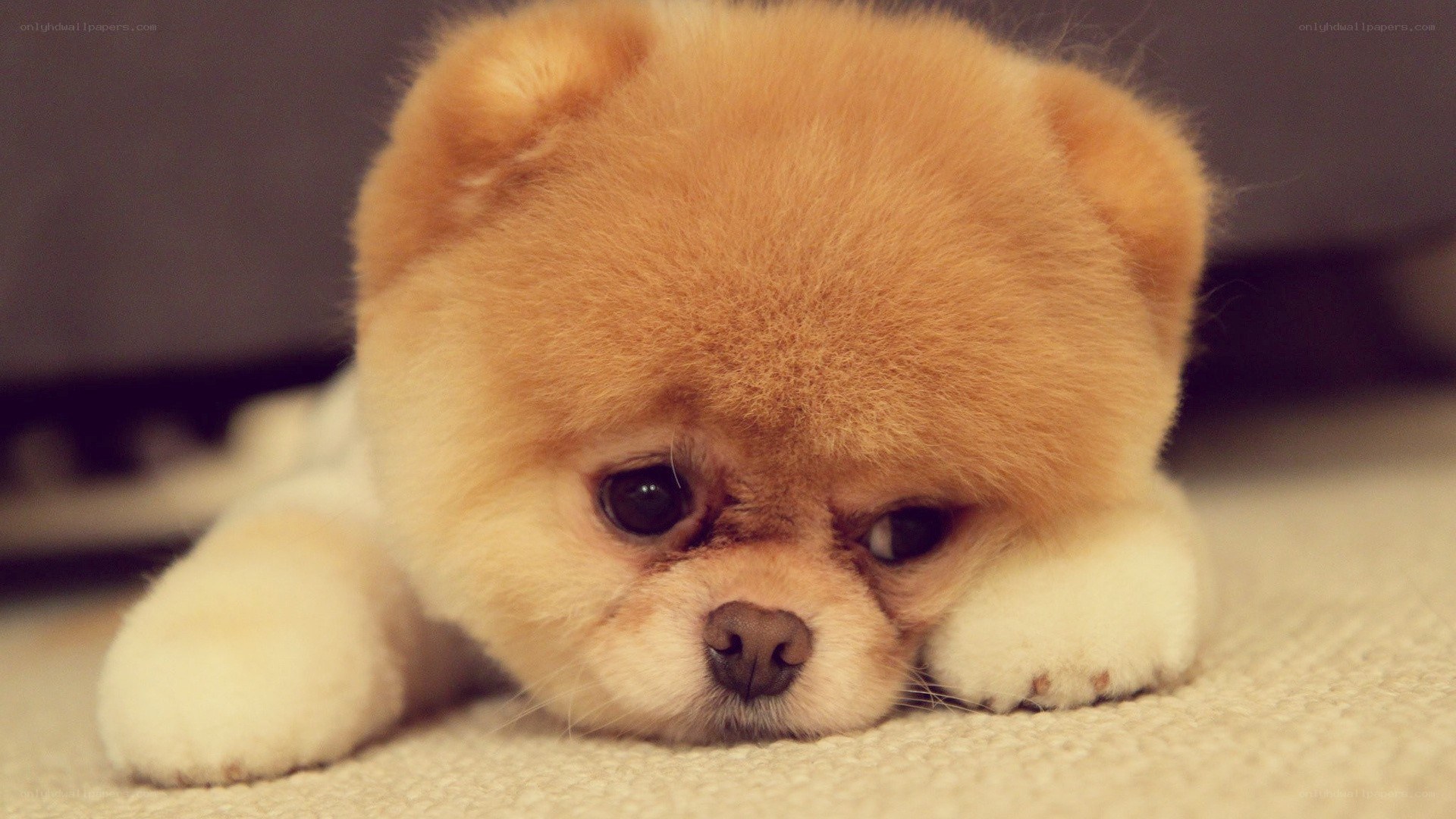 sad pomeranian puppy
