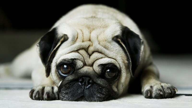 sad pug puppy
