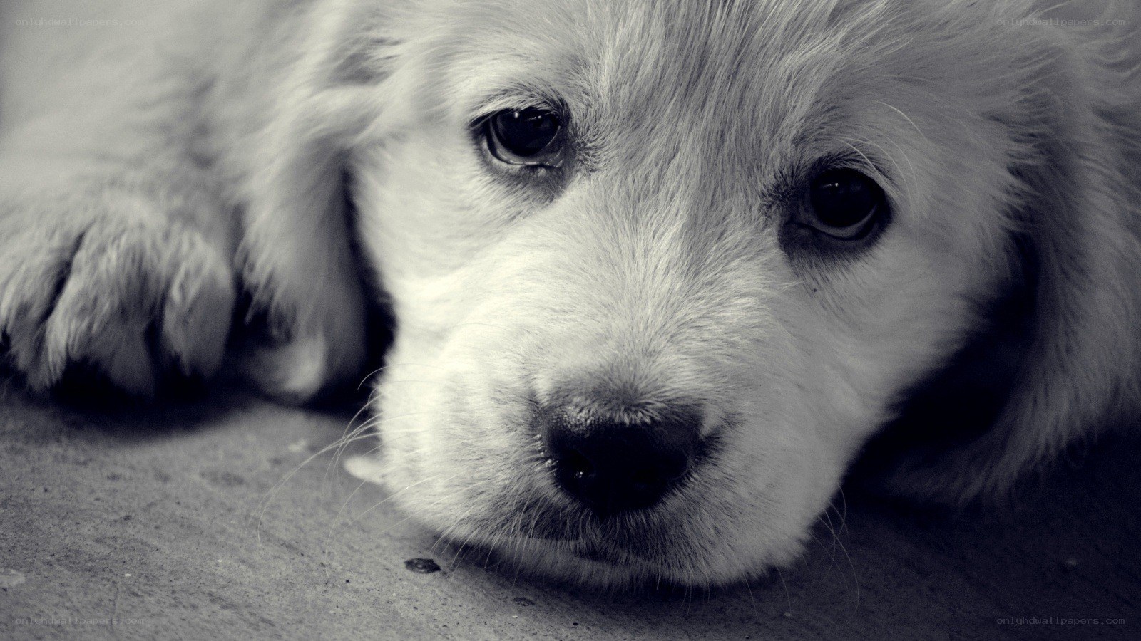 sad puppy looking at camera
