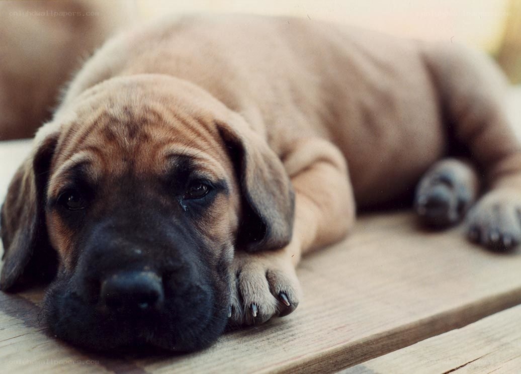 sad puppy lying down
