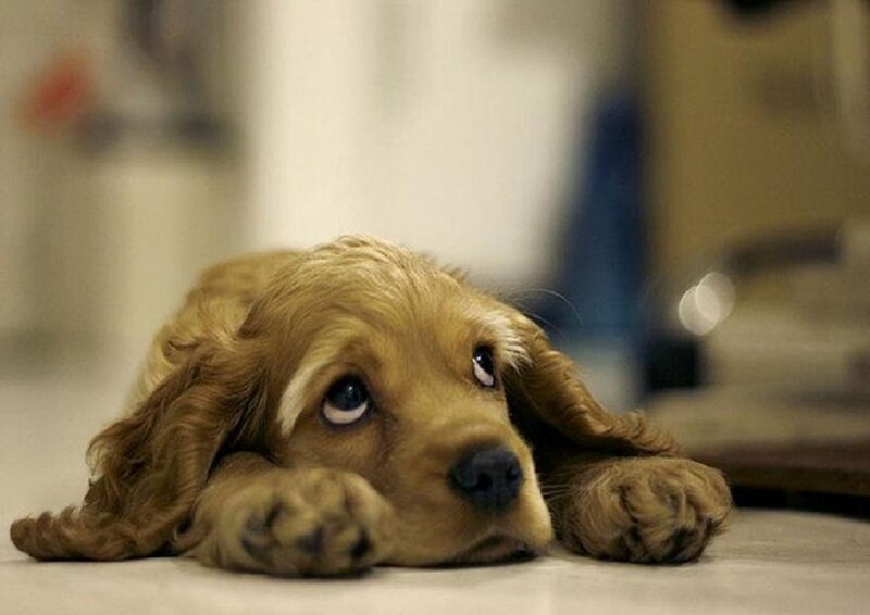 sad puppy lying down
