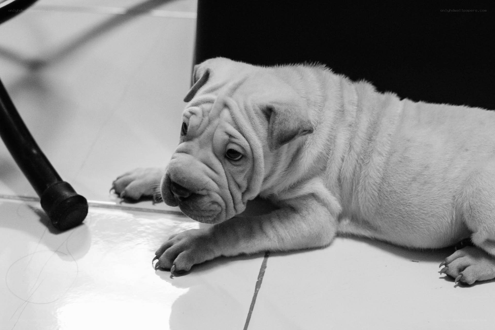 sad puppy lying on floor