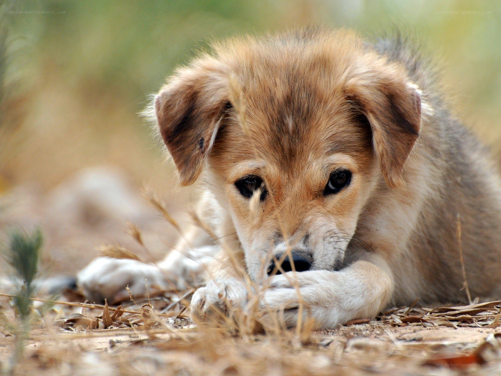sad puppy lying on ground