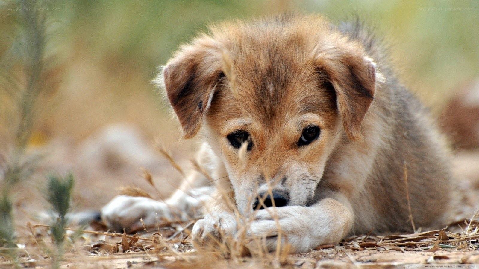 sad puppy lying on ground
